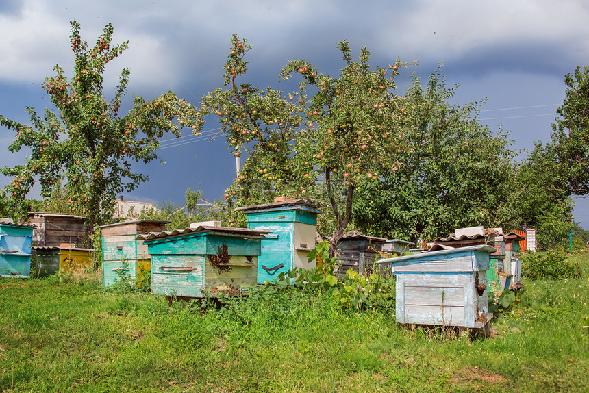 目的地庇护草一群蜜蜂在农场花园养的旧木箱上拥而至避风晒太阳好一群蜜蜂在农场花园养的旧木箱上住得很好图片