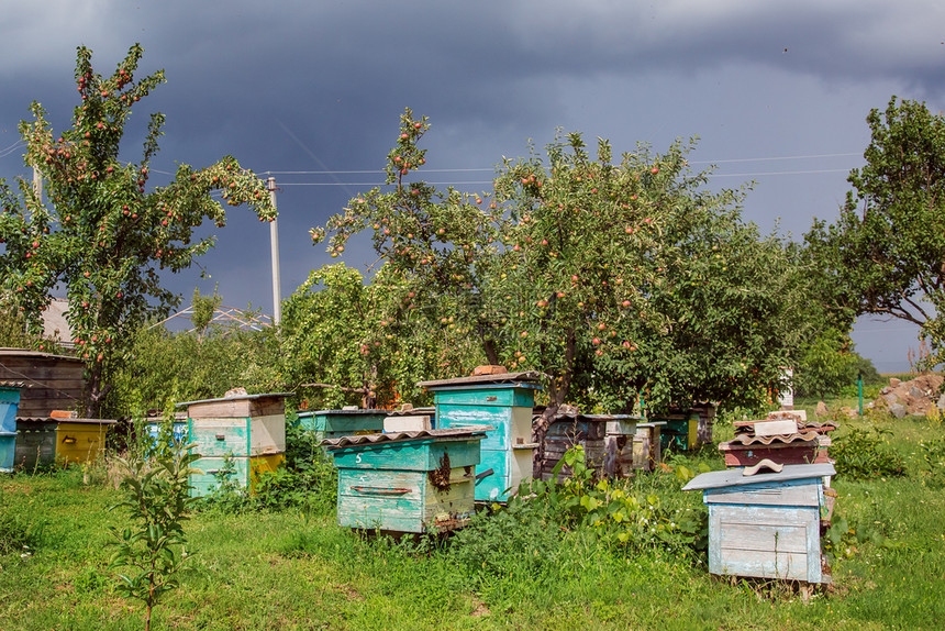 停留一群蜜蜂在农场花园养的旧木箱上拥而至避风晒太阳好一群蜜蜂在农场花园养的旧木箱上住得很好蜂胶动物图片