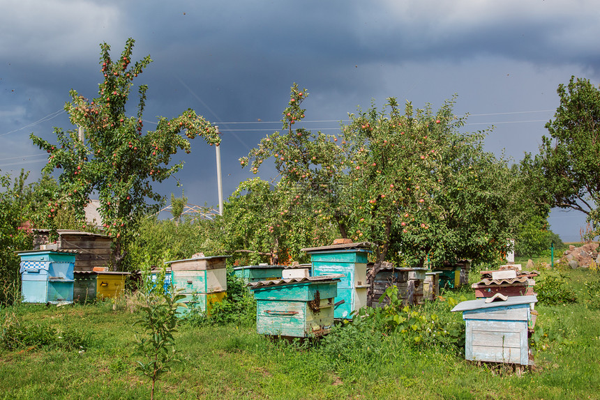 养蜂业老的庇护一群蜜蜂在农场花园养的旧木箱上拥而至避风晒太阳好一群蜜蜂在农场花园养的旧木箱上住得很好图片