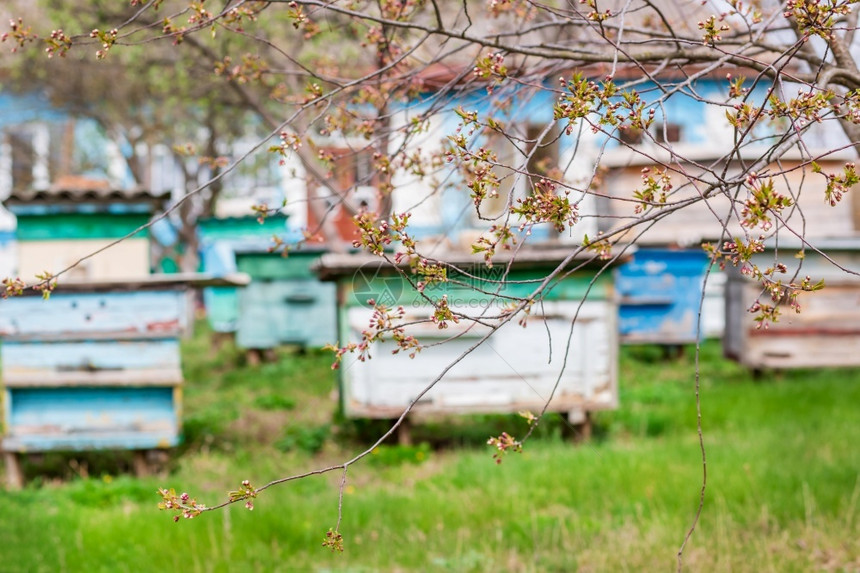 一群蜜蜂在农场花园养的旧木箱上拥而至避风晒太阳好一群蜜蜂在农场花园养的旧木箱上住得很好养蜂业花粉屋图片