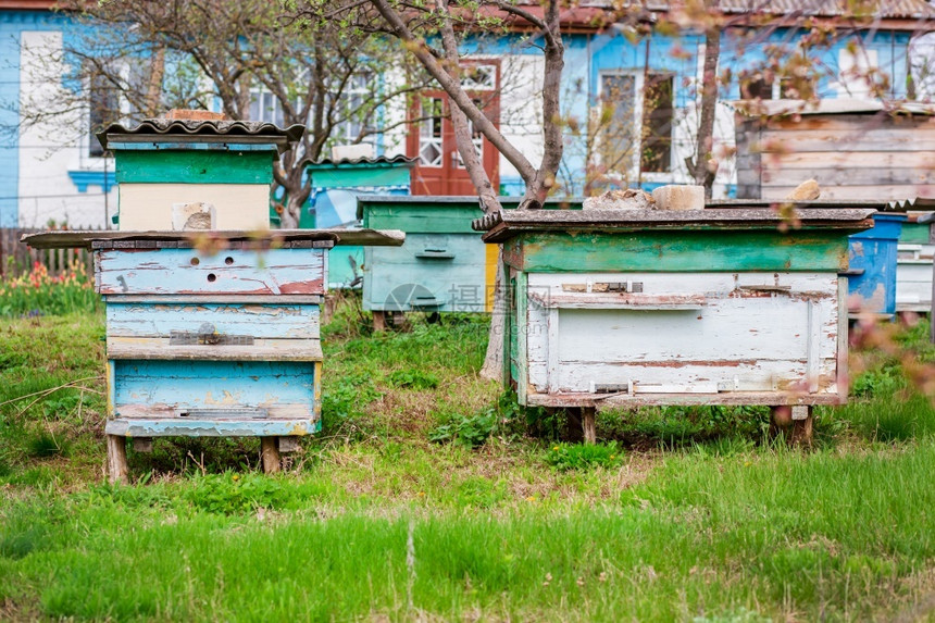 一种春天群蜜蜂在农场花园养的旧木箱上拥而至避风晒太阳好一群蜜蜂在农场花园养的旧木箱上住得很好授粉图片