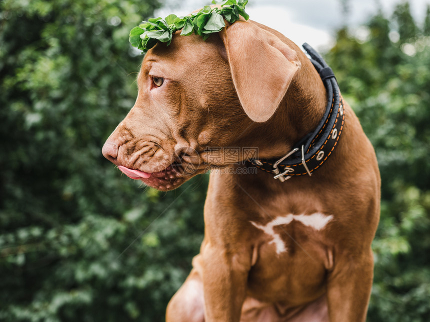 维兹拉巧克力颜色甜美的小狗有花圈木叶坐在树背景上明亮的夏日严寒树林里关心教育服从训练以及养宠物的概念带着花圈的巧克力颜色可爱的小图片