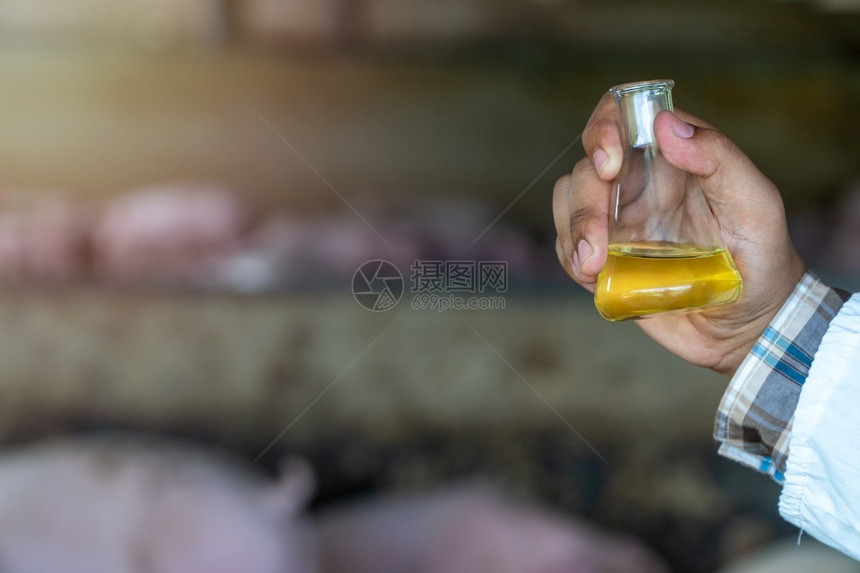 身着防护服并持有Erlenmeyer酒瓶检查猪养殖中脚和口蹄病的兽医生面部观察牲畜传染病预防概念动物传染病预防概念流感面具保持图片