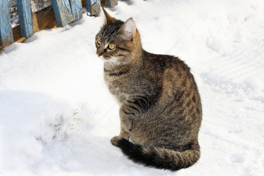 动物坐在雪地上靠近旧的蓝木篱笆长着一只大小猫硬木图片