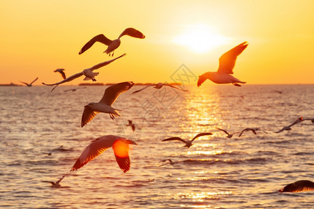 日落时海面上的飞鸟图片