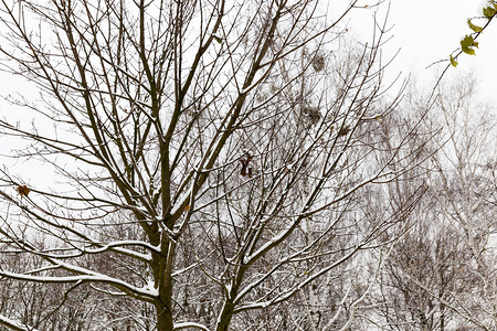 冷冻每年秋季天即雪下第一个树的上积后被覆盖的裸露树木紧闭冰寒冬图片