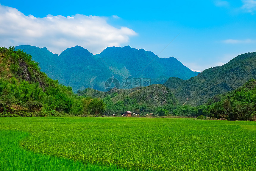 洲绿稻田和山区越南MaiChau谷越南东亚栽培乡村的图片