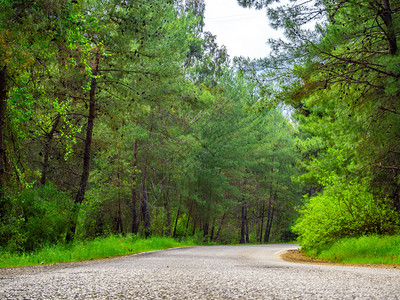 自由平静的农村道路两边都有树林春天图片