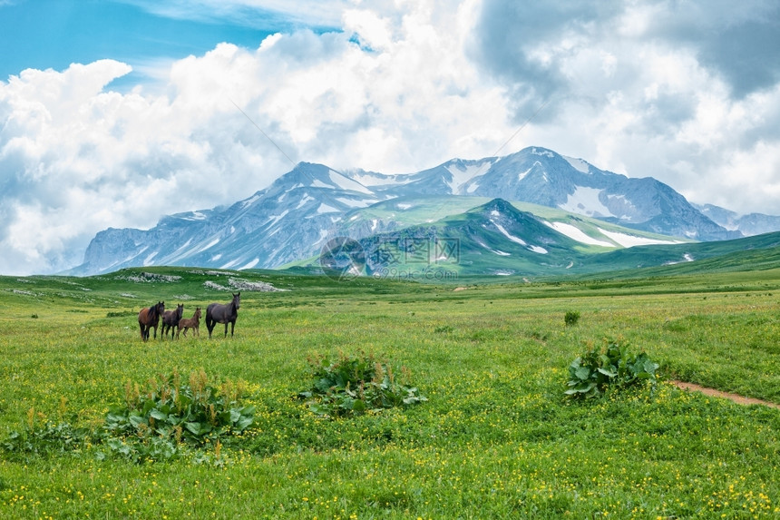 省美丽在俄罗斯阿尔泰山区谷放牧的野马农场图片