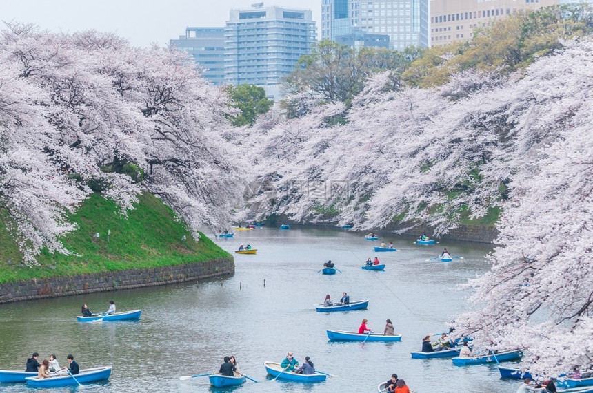 天空日本东京2013年月4日013年春季的Chidorigafuchi公园是日本东京广受欢迎的清浦地花行进图片