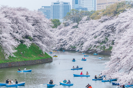 千鸟渊天空日本东京2013年月4日013年春季的Chidorigafuchi公园是日本东京广受欢迎的清浦地花行进背景