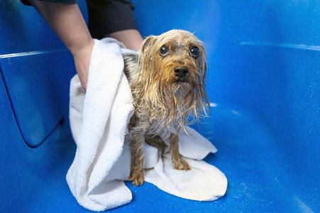 专业宠物美容师在沙龙用白毛巾裹着一条湿狗的约克夏犬特写淋浴温泉梗犬图片