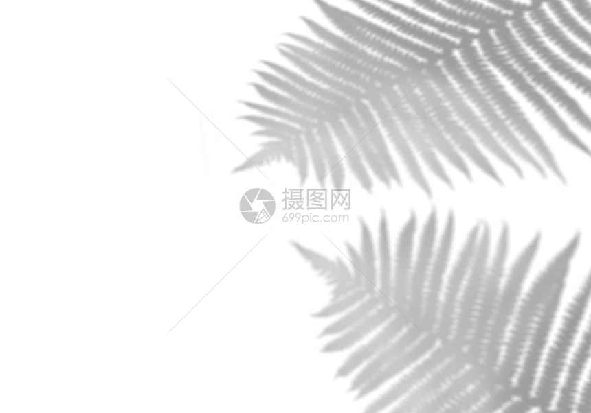枝条摄影真实的白墙上热带树叶的阴影黑白图像覆盖照片或模型白墙上热带树叶的阴影图片