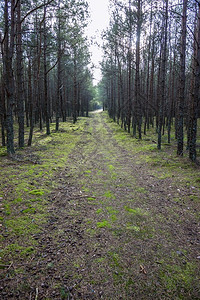 深秋的针叶林天森苔藓中针叶林小径的深秋苔藓中针叶林小径十一月幻想景观图片