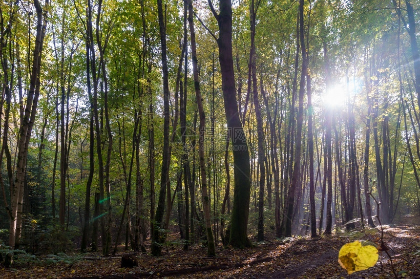 自然早晨神秘阳光穿过树木秋天的森林穿过秋天的森林穿过树木的阳光图片