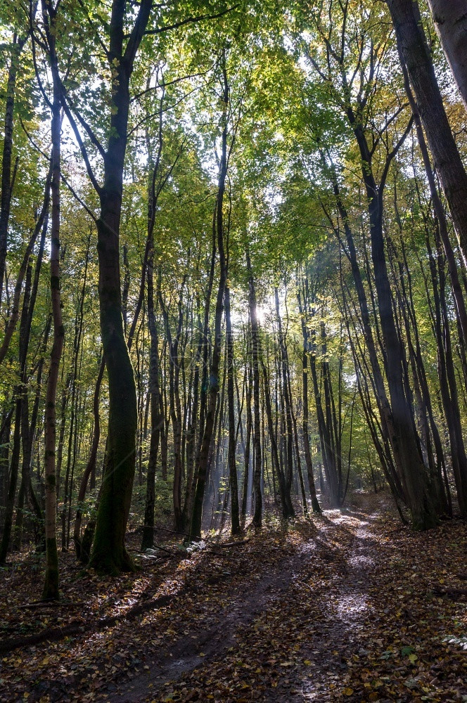 阳光穿过树木秋天的森林穿过秋天的森林穿过树木的阳光穿过秋天的森林乡村光线小路图片