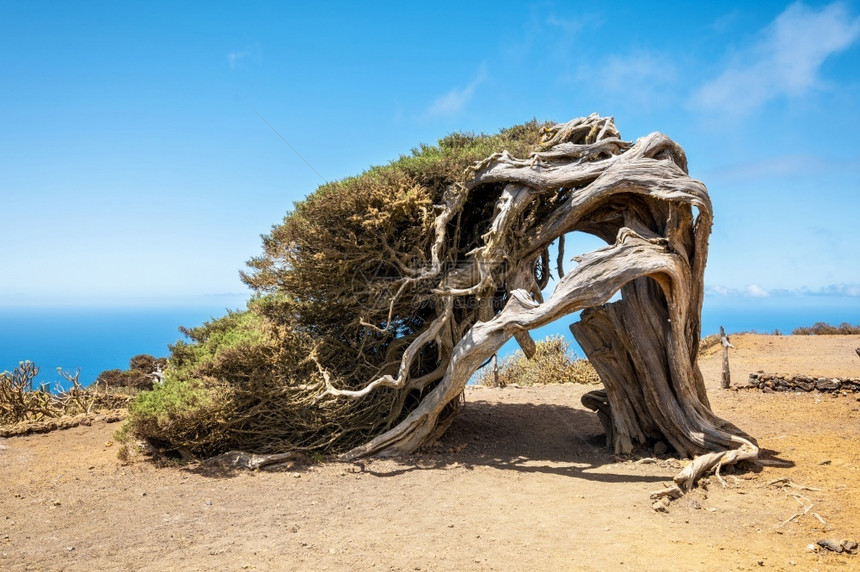成形耐力加那利群岛ElHierro的风势著名里程碑加那利群岛ElHierro的风声名山标翻转的俊皮尔树老图片