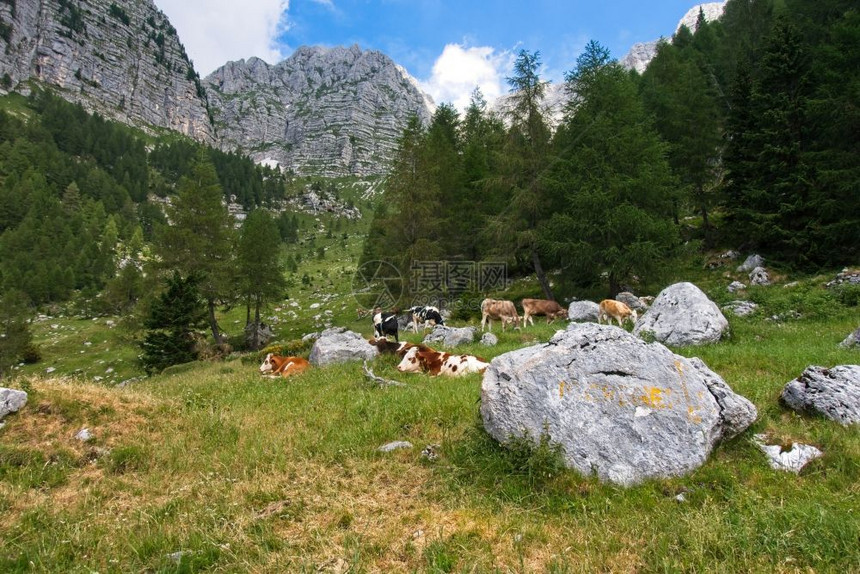 在山区绿坡上放牧的农场奶牛生态和摄影旅游的概念生态和摄影旅游产品场地自然图片