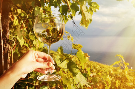 瑞士拉沃克斯地区葡萄园的酒杯手握着对抗葡萄园盛大田生图片
