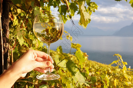 成熟农村瑞士拉沃克斯地区葡萄园的酒杯手握着对抗葡萄园栽培图片