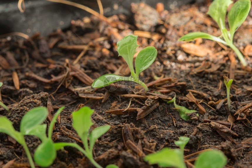 床乡村的能种植生长料或可以多种方式植可以在土袋中或放托盘图片