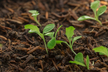 种植生长的料或可以多种方式植可以在土袋中或放托盘花园种子蔬菜图片