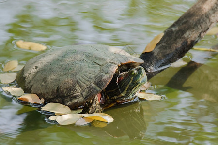 海龟在沼泽上方的树枝海龟被认为是最长寿命的动物之一水龟脸生态公园图片