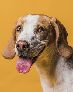 正面肖像可爱的狗伸出舌头高清晰度照片可爱的狗伸出舌头优质照片解析度图片