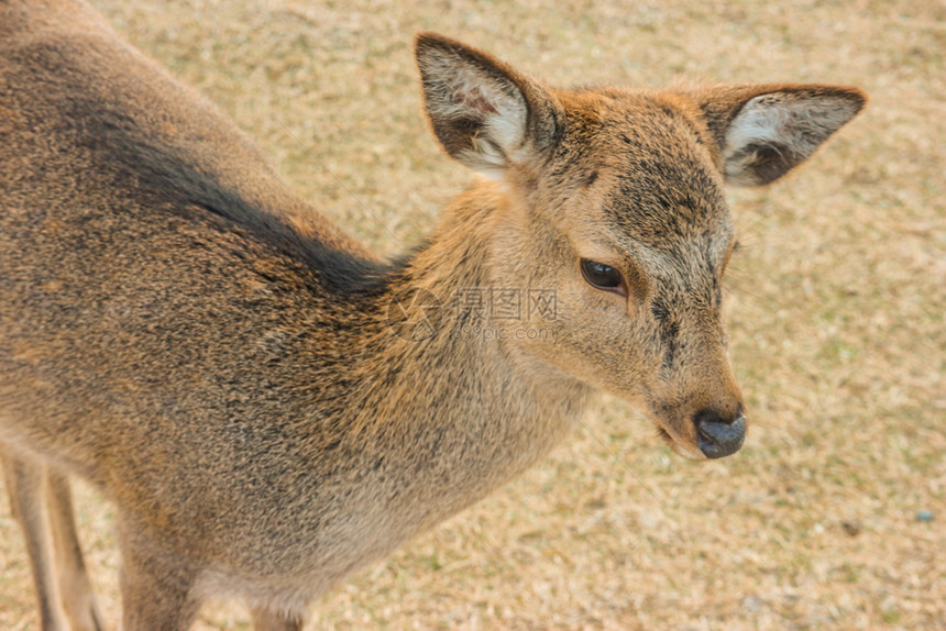 野生动物日本友善鹿在奈拉公园Wakakukusa山顶文化传统的图片