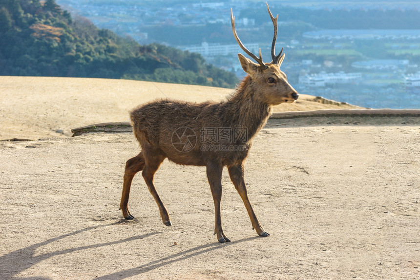 日本野生友善鹿在奈拉公园Wakakukusa山顶若草最佳神道图片