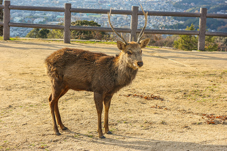 纯真野生动物文化日本野生友善鹿在奈拉公园Wakakukusa山顶图片