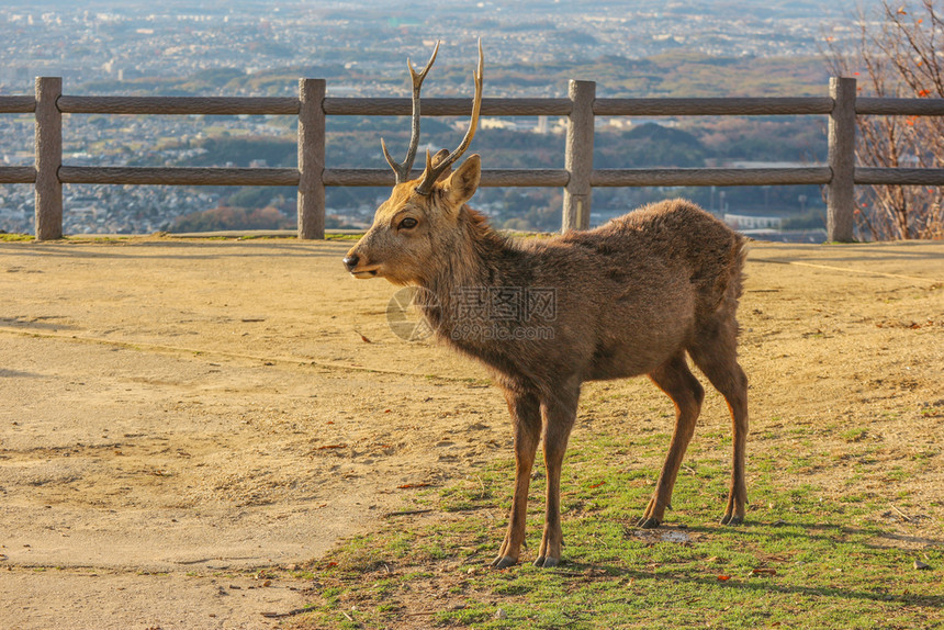 禅旅游文化日本野生友善鹿在奈拉公园Wakakukusa山顶图片