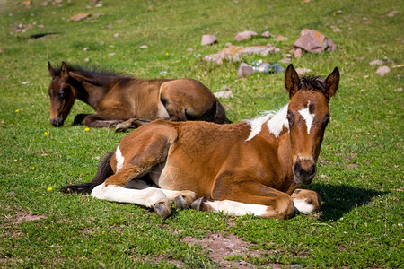 田动物躺在绿草上的小马队高清图片
