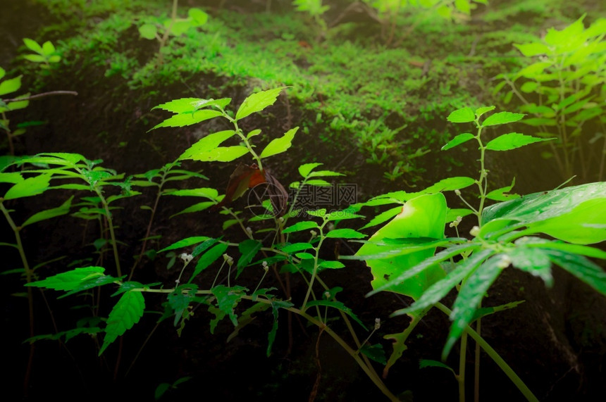 热带森林中的小型植物在丛林中新鲜空气和清洁环境的雨后草叶自然界中的美人生态学湿绿色树叶大自然中的美人生态学在热带森林中的小植物有图片
