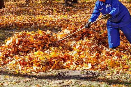清洁工在清理地上的落叶图片