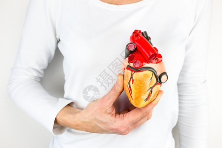 女手握着人的心脏模范在身体面前旁路中庭静脉图片