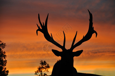 剪影鹿运动轮廓农业红鹿雄Cervuselephus在日落时背景
