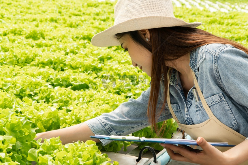 农业种植园在温室水轻光度控制环境概念中亚洲农民妇女拥有剪贴板和生蔬菜沙拉以便在水栽养农场系统中检查质量有机食品土壤图片