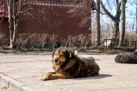 放松休息大型流浪狗带标签的绝育狗晒太阳的流浪狗大型带标签的绝育狗朋友图片