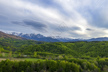 太阳山景上和低云下阳光的雪山上有生动绿林广阔白色树图片