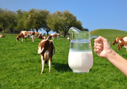 草原乳制品奶对牛群的抗瑞士Emmental地区乡村的图片