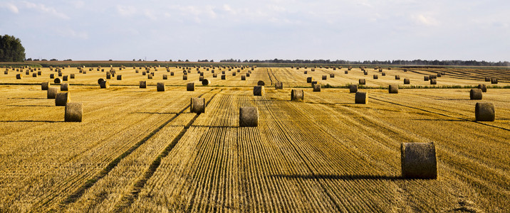 谷收割作物小麦或有黑的农耕田后有新鲜碎块的农田字段面包图片