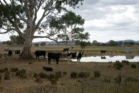 牧场在阴云的一天牛群站在树下一种荷斯坦图片
