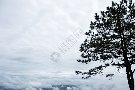 风景优美白色的高山顶上松树的休眠山谷中浮起的云层覆盖着松树的面水平图片