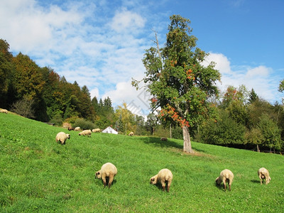 羊寸排瑞士秋天风景哺乳动物围场白色的背景