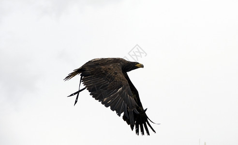 喙动物园中的buteo鸟类在野的表演中翅膀隼科图片