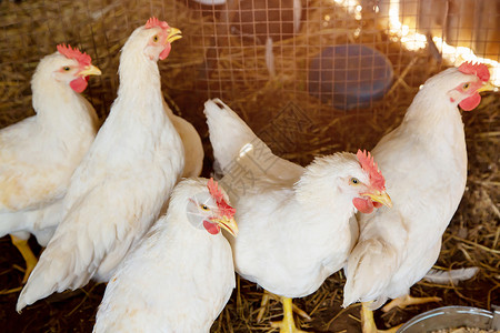 鸡是禽流感H5N1肉团体喂食高清图片