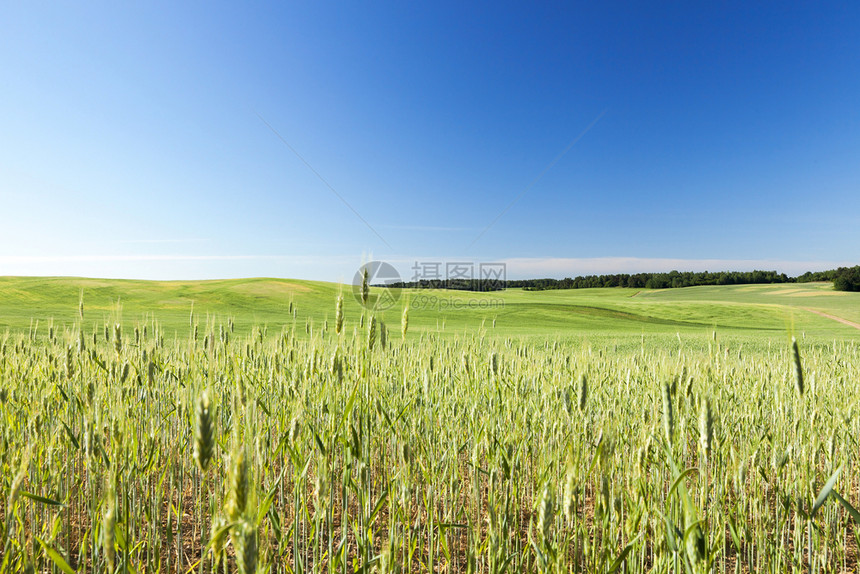 哪一个颜色种植不成熟年轻谷物的农耕田在有谷物背景的蓝天小麦田中生长栽培的图片