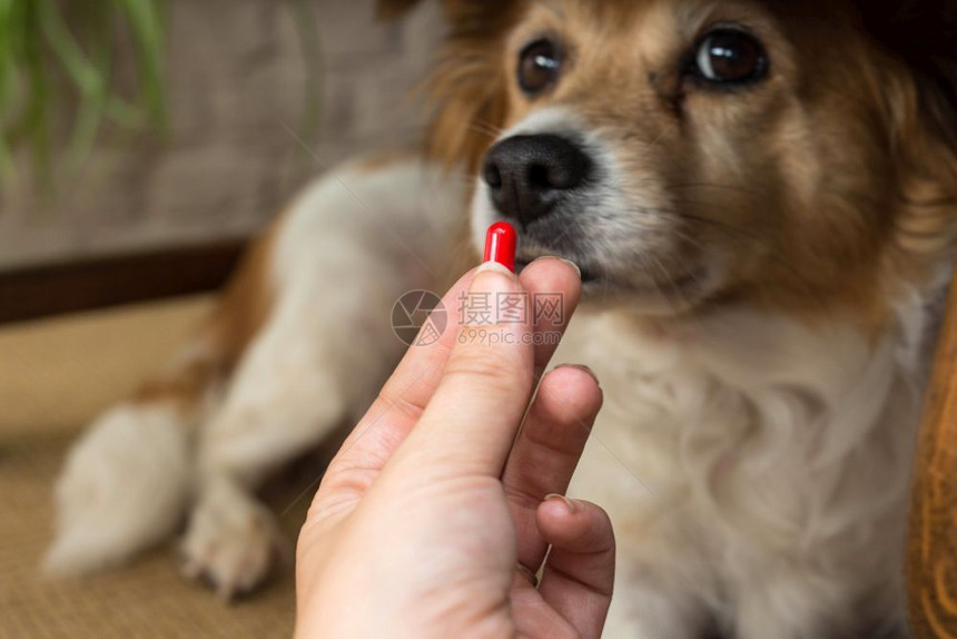 小狗生病服用药物图片