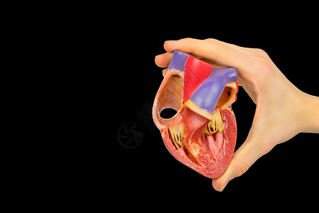 德尔登循环雄手握着塑料的人类心脏显示内部与黑色背景隔绝内部的图片